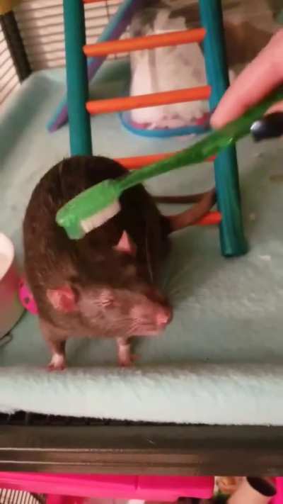 Tiny pupper being brushed