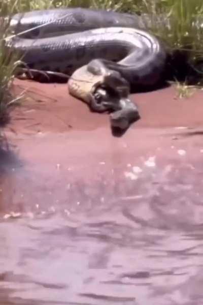 ?Massive anaconda regurgitating a smaller anaconda.