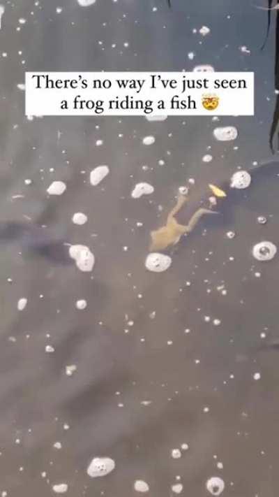 This pond has Uber