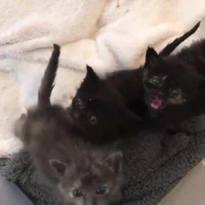 Trio!