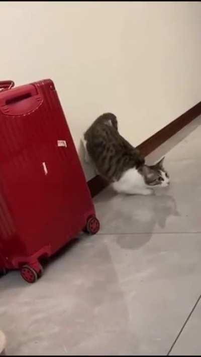 A zoomie with a slap at the end