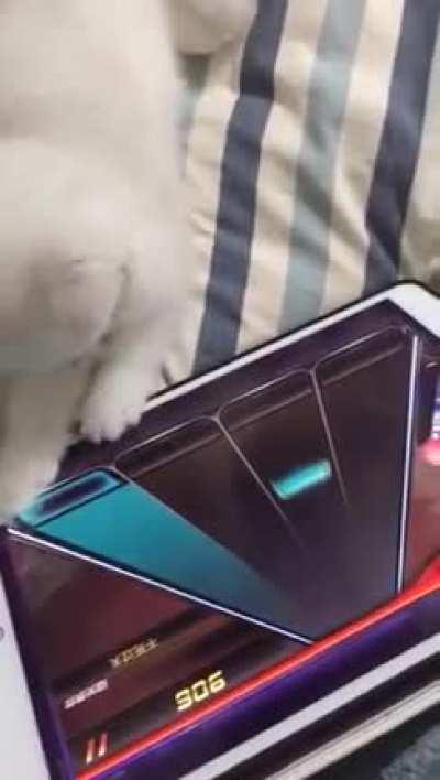 Cat Tap Revolution