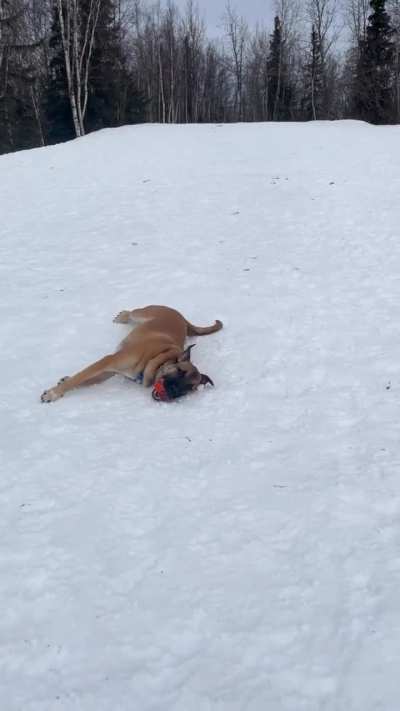 He's rounding third, now he's heading into home...