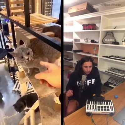 Alugalug cat got Remixed by the Kiffness