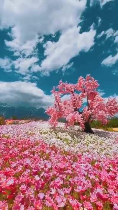 ? Flower Heaven