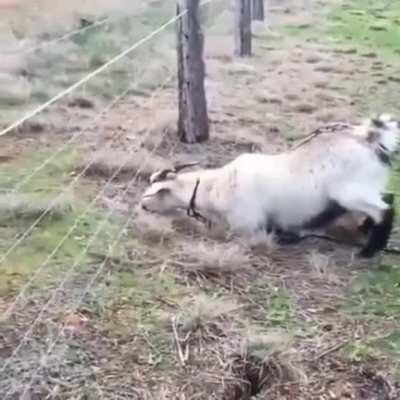 baaaaa