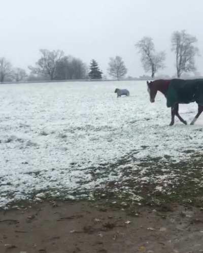 enjoy some pygmy horse zoomies ?
