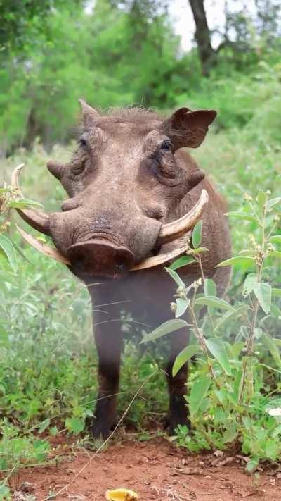 ?The common Warthog (Phacochoerus africanus)