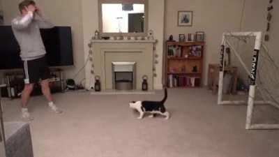 Chris Dixon's cat is amazing