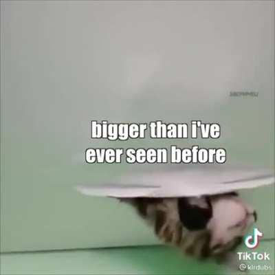 This is so cute and the random meow is just gold