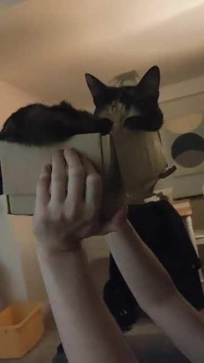 She is Grogu in cat form.
