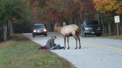 ? Young Elk challenging a photographer to a duel ?