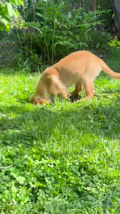 15 week old golden retriever named Rex might have a job as a landscaper