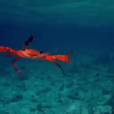 ? Crab Swimming In The Ocean