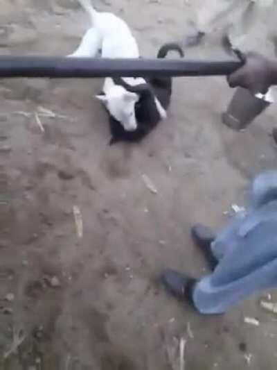 Chaotic enough?