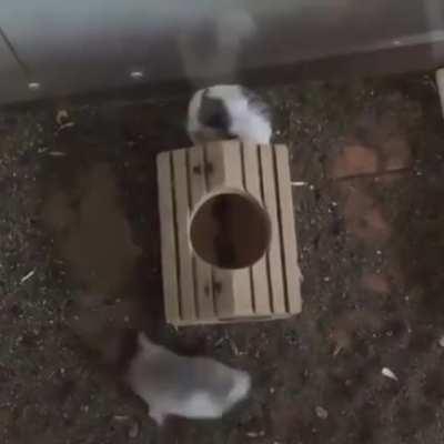 nyoooooooooooooooom