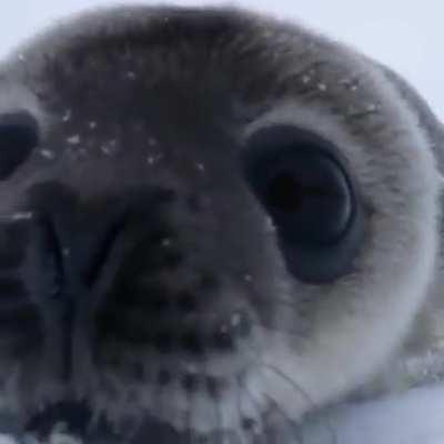 ? A baby seal checking out a wildlife photographer ?