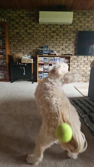 My dog doesn't understand how to catch but she tries pretty hard