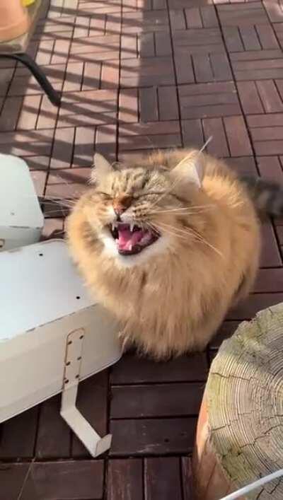 Yell of the Chonk
