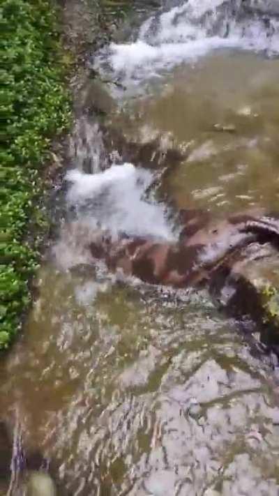 ? Chinese giant salamander