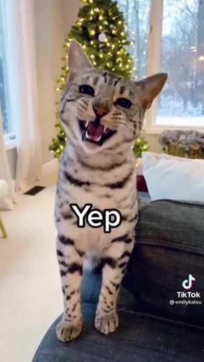 Pretty Kitty Boop