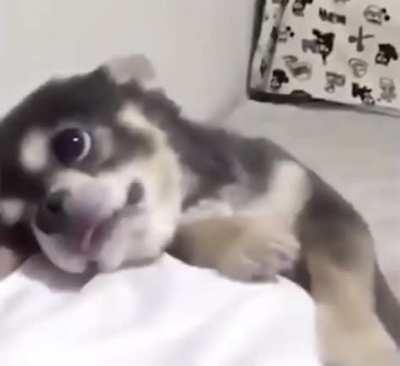 Look at those eyes!