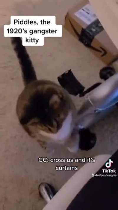 Meow see