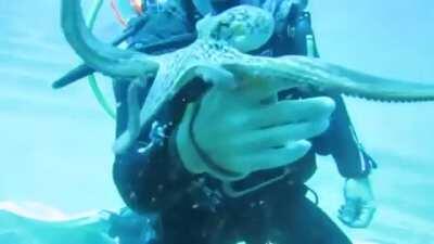 ? octopus wants pets