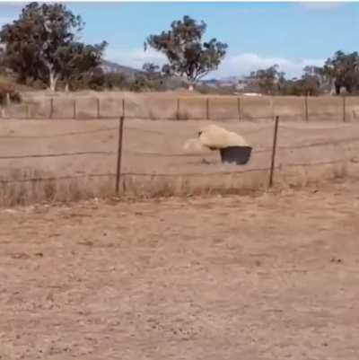 Sheep VS Bucket