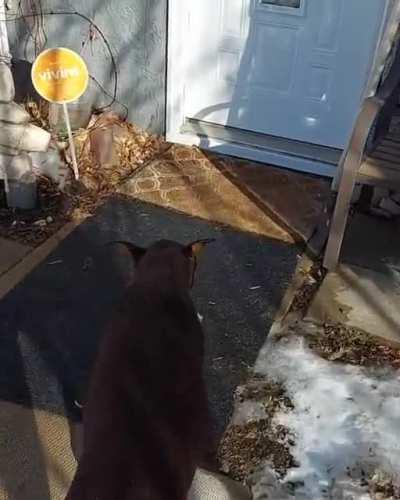 Doberman Doordash