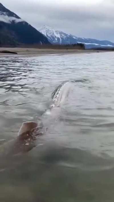 ?Giant Sturgeon fish in Canada