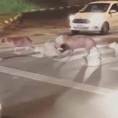 ? A herd of Capybara crossing the street ?