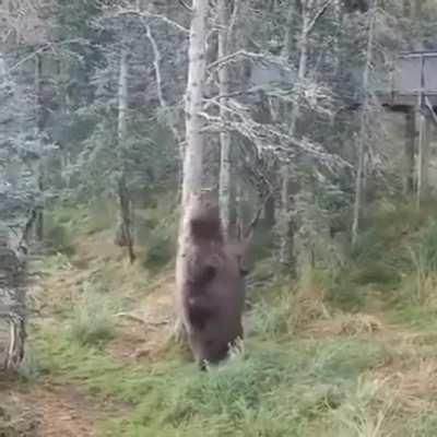 ? Chonk of a bear having a scratch