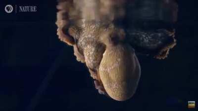Octopus Changing Colors While Dreaming and It’s Spectacular.