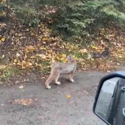 ? A beautiful mother lynx and her cubs ?