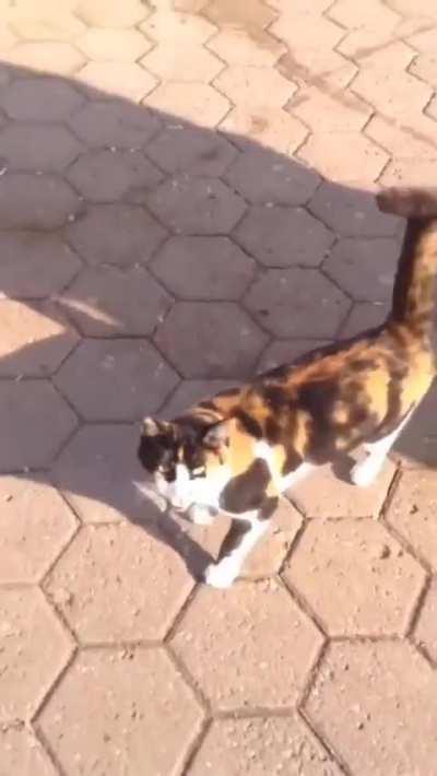 Cat sees his friend after a long time ?