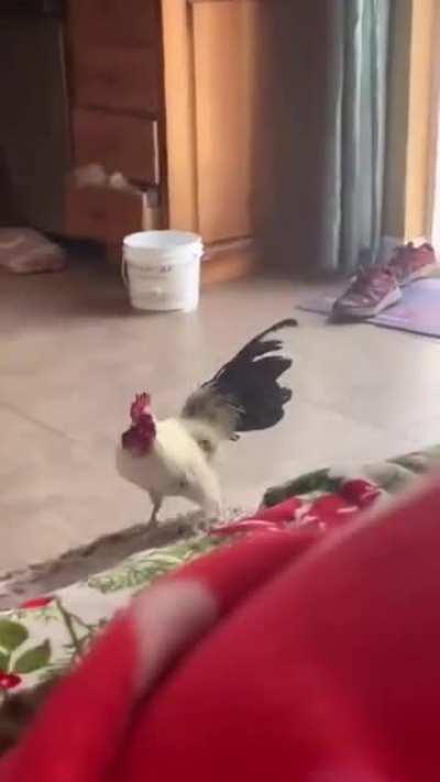 Your wake up call service is here now.