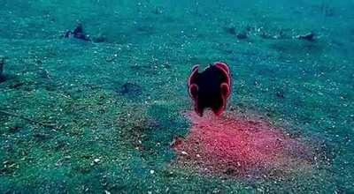 ? Shiny Red Flatworm Swims through Ocean ?